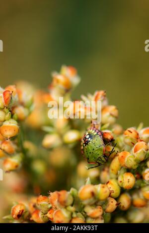 Il fetore bug insetto su Sorghum bicolor raccolto in campo, stretta di mano maschio Foto Stock