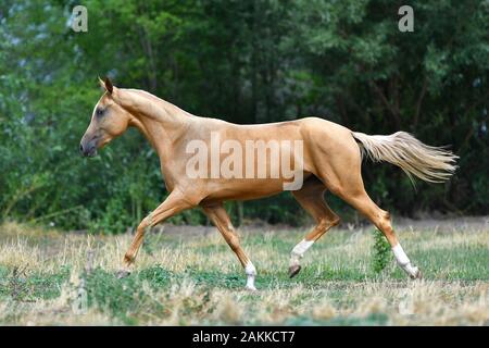 palomino Akhal Teke Puebro stallone in trotto sull'erba in estate. Foto Stock
