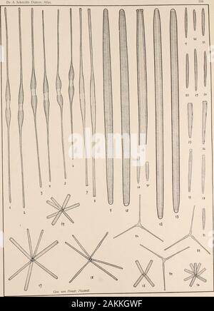 Atlas der Diatomaceen-Kunde . Vorläufige Erläuterungen zu • Atlas der Diatomaceenkunde. Tafel 306. Herausgegeben von Friedrich Hustedt, Brema Aprile 1914. pfr- Vergrößerung 1000 fach, wenn nichts bemerkt Äi 1-8. Viktoria-See, r. s. (Materiale "der Akademischen Studienfahrt 1910")- Synedra Cunningtoni W. et G. S. West. 9-11. Helgoland, r. m. S. Gailloni e var. macilenta Grün. 12 13 Faröer-Inseln, r. m. (Östrup). Dieselbe, var. elongata Perag. U-IQ. Viktoria-See, r. S. (materiale "der Akademischen Studienfahrt 1910). S. limnetica Lemm. 17, 18. Holstein, r. S. S. berolinensis Lemm. 19-24, Faröer-In Foto Stock