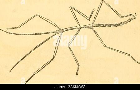 L'entomologo di libro di testo : introduzione alla storia naturale, la struttura, la fisiologia e la classificazione degli insetti, compresi i crostacei e Arachnida . F PTILOTA. atteggiamento quando a riposo, appaiono essere impegnato in prayerwith upHfted mani. Essi sono il solo orthopterous insetti che continua a sussistere uponother insetti, e per questo fine la loro intera struttura indicatesstrength e agihty, la più curiosa parte della strutturadel questo gruppo di animali consistente nell'organizzazione delcarrello fore-gambe, che sono molto più forti dei posteriorlegs, e normalmente utilizzata in prehension dei loro f Foto Stock