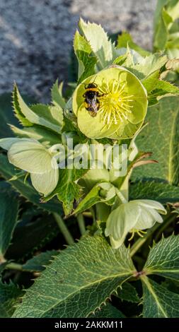 Helleborus Lividus flower closeup Foto Stock