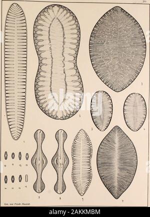 Atlas der Diatomaceen-Kunde . Vorläufige Erläuterungen zu Sehmidfs Atlas der Diatomaceenkunde. Tafel 295. Herausgegeben von Friedrich Hustedt, Brema. Agosto 1913. W Vergrößerung 900 fach, wenn nichts bemerkt ^ü 1. Polenz hei Leipzig-, r. S. (Reichelt). Nur 580/l! Surirella elegans Ehrbg. Wegen der außerordentlichen Länge hier abgebildet. 2. Il Cile, r in Sur. Perag Pandura. 3. Mexiko, Schädel Dorenberg (Reichelt). S. obscura Reichelt nov. spec. 4. Kalahari (Reichelt). S. scutum Wahehe Reichelt nov. spec.•• 0. Duma-Gebiet, Ost-Afrika. S. Dumae nov. spec. 7. Washington, X.-A S. Smithi Ralfs. 8-9. Foto Stock