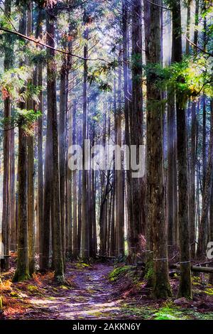 Spesso densa foresta di alberi di pino in montagna vicino a Kyoto, Giappone, su una luminosa giornata di sole con raggi di sole che penetrano attraverso alti tronchi di alberi sempreverdi. Foto Stock