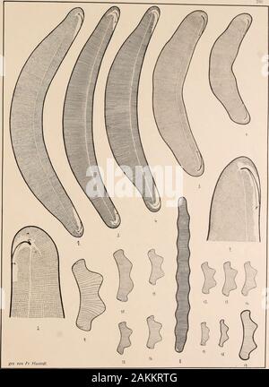 Atlas der Diatomaceen-Kunde . Vorläufige Erläuterungen zu . Schmidts Atlas der Diatomaceenkunde. Tafel 290. Herausgegeben von Friedrich Hustedt, Brema. Aprile 1913. W Vergrößerung "&GT;/mh, wrun nichts bemerkt. -^Q 1, 2. Setanai, Giappone (Reichelt). | r . n i Ladoga-See (Fricke) Ho Eunot,un Clevei Grun- 5-7. New-Jersey. U. S. A. t mar. (Fricke). Eun. americana Kain et Seh Die Punkte bilden außer den Querstreifen noch zwei sieb kreuzende Streifensysteme, ähnlicl] wie bei Pleurosignia, sind jedoch anatomisch anders gebaut und weniger regelmäßig8. Neuseeland (Reichelt). Eun. eruca E.9-17. Fluni"-. Wh Foto Stock