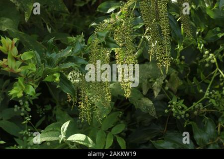 Nuova Zelanda velenoso tutu (Coriaria arborea) Foto Stock