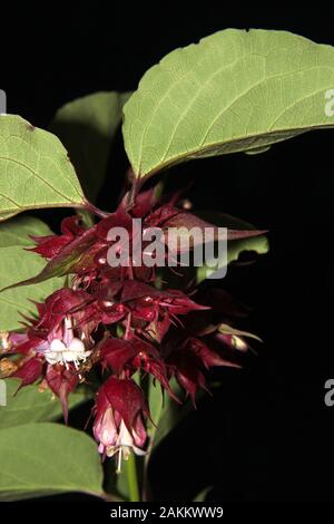 Nuova Zelanda velenoso tutu (Coriaria arborea) Foto Stock