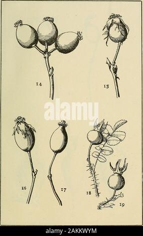 Le transazioni della storia naturale della società di Northumberland, Durham e Newcastle-upon-Tyne . Piastra XVIII.-Fig. 9. Yxi oiRosa dtimetortim (Eiuanina). Fig. 10. Frutto ol R. omissa ( VilloscE)]xi. mature. Fig. II. Frutto di un, emissa in ottobre. ^ Fig. 12. La frutta o{ R. biserrata (EucaniniE) ^u^è maturo. ? ^Fig. 13. Frutto di un, micrantha (A.t^rcstcs insx). mature. Il genere rosa. Piastra XIX. - Fij,. 14. Ripe (rnit oi J^osa Borreri (^^rcsies). Fig. 15. La maturazione dei frutti di A. Borreri { Agrestes). Fig. 16 la maturazione dei frutti ot K. lutetiana (Eucanina). Fig. 17. Frutto maturo di R. lutetiana (Eucanina:), Fig. 1 Foto Stock