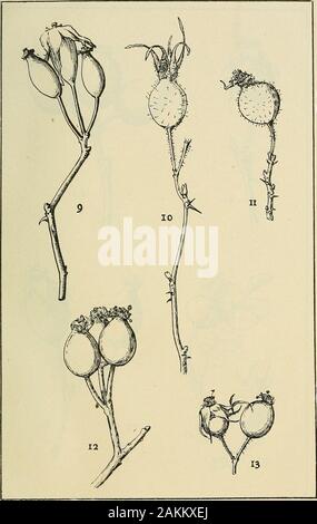 Le transazioni della storia naturale della società di Northumberland, Durham e Newcastle-upon-Tyne . Piastra XVII.-Fig. 7. Mature e la maturazione dei frutti di un rnhiginosa (Rubiginosce).Fig. 8. Frutto di R. mollis ( Villosce) assolutamente maturi. t;M GENERE ROSA. Piastra XVIII.-Fig. 9. Yxi oiRosa dtimetortim (Eiuanina). Fig. 10. Frutto ol R. omissa ( VilloscE)]xi. mature. Fig. II. Frutto di un, emissa in ottobre. ^ Fig. 12. La frutta o{ R. biserrata (EucaniniE) ^u^è maturo. ? ^Fig. 13. Frutto di un, micrantha (A.t^rcstcs insx). mature. Il genere ROSA Foto Stock