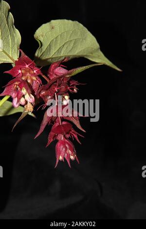 Nuova Zelanda velenoso tutu (Coriaria arborea) Foto Stock