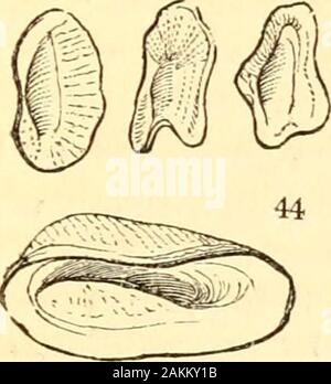 Un trattato di malacologia; o, conchiglie e guscio pesce . che collega il Scutihrunchiawith il Cyclobranchia; per, come questi ultimi, secondo toCuviers proprio mostrando la tentacula sembrano essere desidera-ing, la testa essendo semplicemente arredato con un narrowveil; in modo che, se questi organi esistono realmente, essi devono bebut semplice vestigia. Qui, poi, è probabilmente il lastform del Scutihranchia; e avviene esattamente in corrispondenza thatpoint del cerchio che dalla teoria, potrebbe essere accanto alcarrello Cyclobranchia. (228) ma non vi è ancora un'altra forma per essere aggiunto:questo è il nostro nuovo genere Pedicularia (^(JT. 44.), whichappears mai Foto Stock