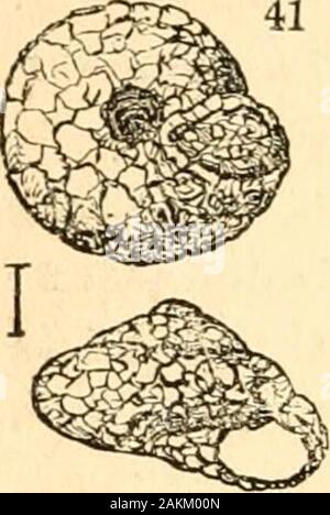 Un trattato di malacologia; o, conchiglie e guscio pesce elidomus .. In proposito allasua affinità, abbiamo il sospetto che riempie lo stesso situationamong il cui Rotellince Onustus non tra theTrochintp : questo renderà più aberranti di tipo, andconsequently quella che arriva più vicino al HelicidfB,la cui forma è in realtà possiede. Le figure allegate{fig. 41.) sono presi dalla twospecimens solo nel nostro armadio che abbiamo haveeither visto o sentito parlare di; la linea denotestheir dimensione naturale. Così vi è groundfor supponendo che il passaggio da themarine TrochidcB al snailsis terrestre contrassegnati da o Foto Stock