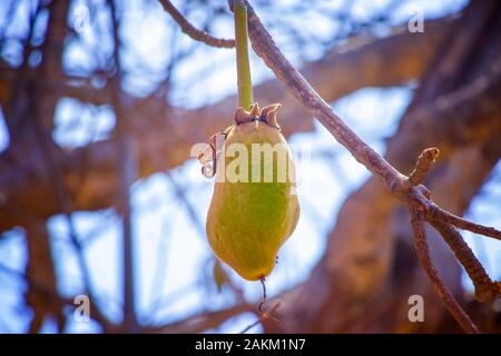 Verde frutto di baobab appeso a un albero in Senegal, Africa. Foto Stock