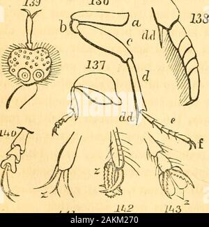 L'entomologo di libro di testo : introduzione alla storia naturale, la struttura, la fisiologia e la classificazione degli insetti, compresi i crostacei e Arachnida . Egli Ukewise li considera come somewhatanalogous al prolungamento laterale dell'prothorax, ob-servito in alcune specie di Psychodce e Scenopinus (dipte-rous generi). Come già osservato, tuttavia hanno beendemonstrated per essere il solo appendici mesothoracic foundto esiste in questi insetti (le ali essendo metathoracic); con-sequently devono essere considerati come analoghi del meso-organi toracici di volo. Durante il breve periodo di tempo Foto Stock