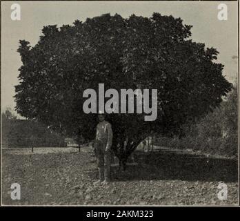 Valle Imperiale dei coloni manuale di prodotto . 192 università di California stazione di esperimento. TIGS. Alberi di fico di molte varietà apportare una crescita rigogliosa e bearheavily nella Valle Imperiale. Dati precisi sull'comparativemerits delle diverse varietà è molto scarso. La missione, WhiteAdriatic, Turchia marrone e nero San Pedro sono noti per produrre. Fig. 25.-quattro-anno-vecchio fig tree sul S. M. Bixby ranch vicino a Imperial. bene ovunque essi ricevono una quantità di acqua sufficiente e un ragionevole quantitàdi cura. La classe di Smirne di fichi crescono bene, ma è necessario tomaintain una colonia di Blastophaga, o di fig Foto Stock