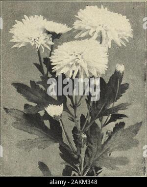 Farquhar's garden : annuale 1918 . Cimicifuga simplex. Crisantemo Sette Querce. Crisantemi.-CoMii/iued.piccola varietà fiorito.Donald. La luce rosa.Doris. Bronzo. Ermellino. Arancio brillante-scarlatto.Golden Climax. Qrange-giallo.Golden Pheasant. Deep arancio-giallo.Golden West. Giallo.Inez. Scarlatto brillante-bronzo.James Boone. Bianco puro.Luan. Giallo chiaro.Lyndhurst. Deep scarlet-bronzo.Nesco. Rosa chiaro.Ora. Marrone rossastro.Pearl Cluster. Cambio di colore bianco al rosa.Rode si avvicinò cautamente per ascoltare. Bianco Rosa ombreggiato.Rita. Molto bello rosa luminoso.Ruby Regina. Rosso rubino.Rufus. Crimson-marrone.Sunshine. Luminoso giallo oro.Dieci Foto Stock