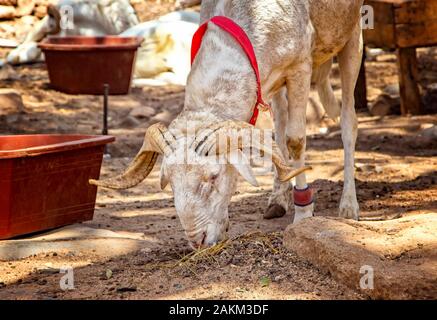 Ritratto di capra su un tipico cortile polveroso a Gorea, Senegal. È vicino a Dakar, Africa. La capra mangia il cibo sulla terra e dietro di loro appendere sul Foto Stock