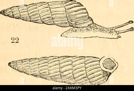 Un trattato di malacologia; o, conchiglie e pesce di shell . 68 GUSCI E SHELL-pesce. Parte 1. essere osservato che nel fortemente rilievi scolpiti ofmost della specie, un approccio più vicino è fatta thecoronated Geomitra {fig, 20.), rispetto a qualsiasi altro landshell. L'ultima sub-genere ad essere notato è stata longago caratterizzato dalla magistrale penna e matita ofGuilding, ma apparentemente trascurato dalla nostra concholo-GIST ; è il suo Siphonostotna *, e si distingue sia atonce dall'animale e il suo guscio (S. cosfata Guild.,fig. 22.). Il piede è molto breve, mentre la guglia della shell è deci- duous, Foto Stock