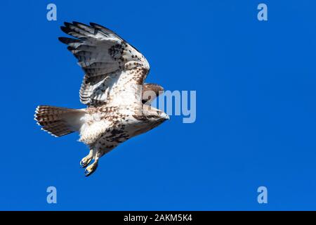 I capretti red-tailed hawk volo nel profondo blu del cielo Foto Stock