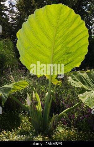 Close-up di Alocasia macrorrhizos - gigante di foglie di taro in frontiera in estate, Montreal Giardino Botanico, Quebec, Canada. Foto Stock