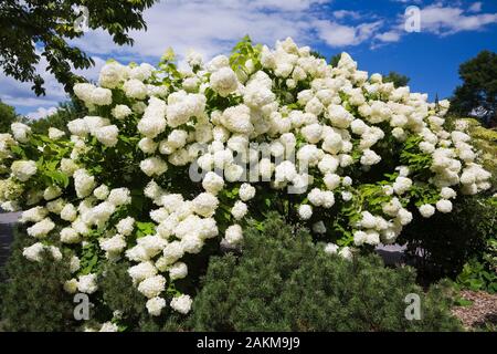 White fioritura Hydrangea paniculata 'Limelight' arbusto in estate, Montreal Giardino Botanico, Quebec, Canada Foto Stock