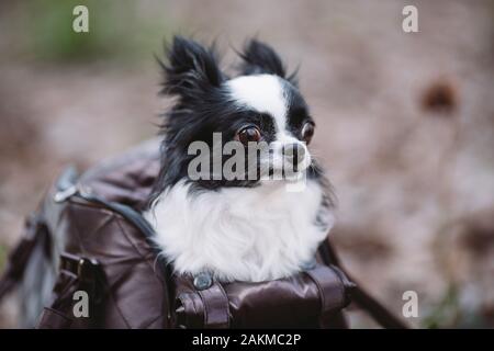 Pet Travel Carrier. Cuccia per cane di piccola taglia. Cane Borsa. Chihuahua pet e custodia. Il trasporto di un cane in una borsetta Foto Stock