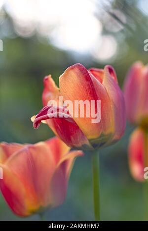 Rosso e arancio trionfo Tulip Cairo flower closeup con tre tulipani e bokeh in background al tramonto. Foto Stock