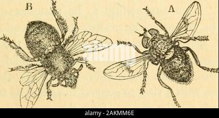 L'entomologo di libro di testo : introduzione alla storia naturale, la struttura, la fisiologia e la classificazione degli insetti, compresi i crostacei e Arachnida . non svolto, ci devono essere costantemente che rientrano nell'errore ofseparating intimamente gruppi alleati, perché la loro externalappearance è diverso e di unire gli insetti che, dalla differenza della loro organizzazione, sono ampiamente oltre, becausetheir aspetto è simile. Cerchiamo di prendere qualsiasi ogni giorno-ex-ampio dei desideri di questa vista generalizzato di insetti. Thereis un vasto gruppo di due-winged mosche che sono calleddrones: essi sono t Foto Stock