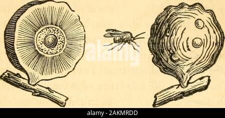 L'entomologo di libro di testo : introduzione alla storia naturale, la struttura, la fisiologia e la classificazione degli insetti, compresi i crostacei e Arachnida . è il più importante. Numerose altre specie sono state per-merly introdotto nell'Pharmacopceia, ma hanno gra-dualmente stati dismessi. In un punto di vista commerciale, seta,chermes e la cocciniglia sono alcuni dei più importanti pro-condotti. Ci sono molti altri insetti che costruire silkencocoons ed emettere vari pigmenti colorati e che essa potrebbe c 14 INTRODUZIONE. essere molto comoda per cercare di introdurre, come pure thetrue seta Foto Stock