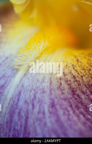 La barba o filamento, creste oltre la curvatura di un petalo, noto come una caduta di questo giallo e viola buon spettacolo iris. Foto Stock