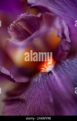 Una luce arancione brillante barba o filamento picchi, fuori dal centro di un viola scuro alto iris barbuto, denominato Danielle con l'amore. Foto Stock