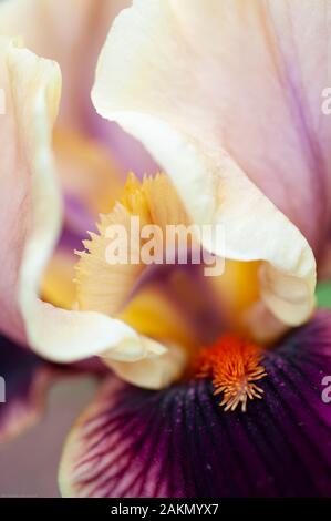 Una barba arancione brillante, o filamento, si insinua sulla curvatura di un petalo viola scuro, noto come caduta, di questa varietà di parquet di Aall Bearded iris. Foto Stock