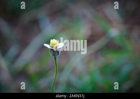 Un bianco wild daisy fiori di erba sotto la luce del sole estivo di messa a fuoco selettiva di erba verde campo con autentica di sfocatura dello sfondo all'aperto Foto Stock