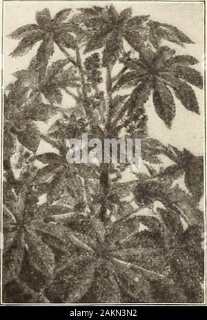 Il giardino e la fattoria manuale : 1905 . ew) 2440. P. Parthenifolium Aureum (Golden Heather)altamente ornamentali giallo dorato piante, unexcelledfor biancheria da letto. Ardito perenne; 1% di ft. Pkt., 5c; oz., 60c. 2441. P. Koseuin (Persiano polvere insetticida pianta). Bello aster-come i fiori con raggi rosa e profonde yellowcenters; foglie di felce-simili; più splendidamente tagliato. Pkt., 10c RICINUS (olio di ricino pianta) ampio e lussureggiante,rapido-growingf oliage un-nuals, con grandi e mano-alcune foglie metalliche.utilizzato per sub-tropicali ef-detta esposizione può provocare effetti nocivi sulla salute sul prato o peril taller centri di foli-età letti; 6 a 10 piedi. 24fi0. G I b s o n Foto Stock