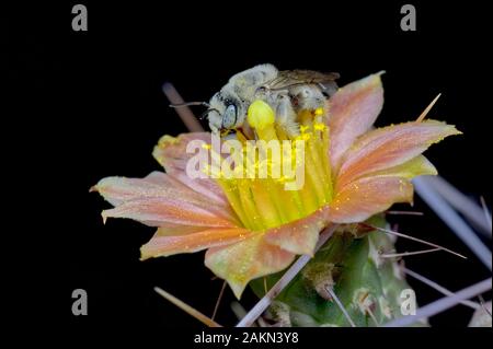 Una foto macro di un solitario Cactus Bee nativa per Arizona collegamento per forzamento una rivendicazione di un fiore di cactus anche se il sole è andato giù ed è ora di notte. Foto Stock