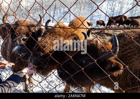 Un close-up sulle ganasce di un animale bull a Wall Street, una vacca, bison bloccato attraverso la recinzione di rete viene alimentata dalla mano con il pane. Agricoltura e f Foto Stock