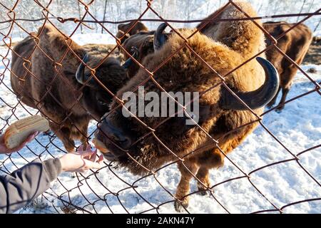 Un close-up sulle ganasce di un animale bull a Wall Street, una vacca, bison bloccato attraverso la rete di una mano-alimentato recinto. Agricoltura e allevamento. Foto Stock