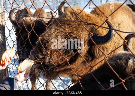 Un close-up sulle ganasce di un animale bull a Wall Street, una vacca, bison bloccato attraverso la recinzione di rete viene alimentata dalla mano con il pane. Agricoltura e f Foto Stock