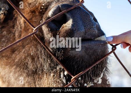 Un close-up sulle ganasce di un animale bull a Wall Street, una vacca, bison bloccato attraverso la recinzione di rete viene alimentata dalla mano con il pane. Agricoltura e f Foto Stock