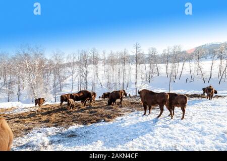 Una grande mandria di bisonti marrone o Wall Street tori sfiora accanto a un pagliaio sulla neve in inverno in Russia. Foto Stock