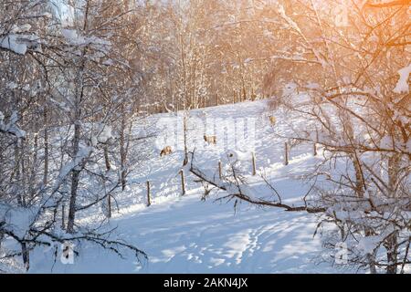 Tre giovani individui di cervo o maral scendendo dalla montagna tra gli alberi nella neve in inverno di scappare da cacciatori e bracconieri Foto Stock