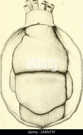 Memorie del museo di Zoölogy comparativa, a Harvard College di Cambridge, massa . Foto Stock