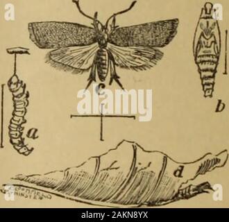 Insetti e Malattie delle piante, contenente rimedi e suggerimenti consigliati per l'adozione da parte degli agricoltori, frutta-dei coltivatori e giardinieri del provincePrepared sotto la supervisione e l'autorità della Giunta provinciale di Orticoltura. . Tiful in (Jhilliwhaek e Missione Quartieri della passata stagione,verricello è il primo in cui le devastazioni dell'insetto hanno attirato molta attenzione, sebbene ithas stato notato di tanto in tanto negli anni precedenti. È anche riportato da partsAPP|.e^ ^rut di Vancouver e altre isole ed è apparentemente w idely distribuiti, thoughuntil la passata stagione non notato Foto Stock