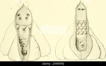 Memorie del museo di Zoölogy comparativa, a Harvard College di Cambridge, massa . Foto Stock