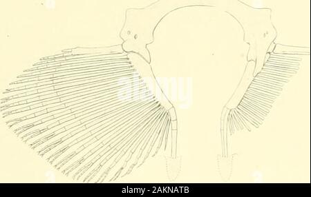 Memorie del museo di Zoölogy comparativa, a Harvard College di Cambridge, massa . Foto Stock