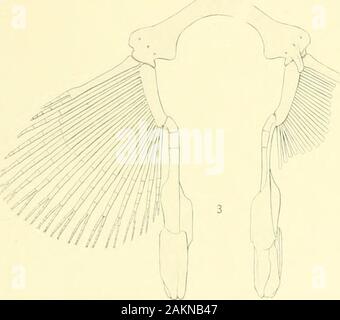 Memorie del museo di Zoölogy comparativa, a Harvard College di Cambridge, massa . Foto Stock