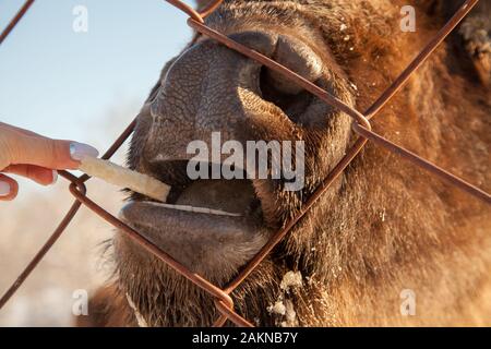 Un close-up sulle ganasce di un animale bull a Wall Street, una vacca, bison bloccato attraverso la rete di una mano-alimentato recinto. Agricoltura e allevamento. Foto Stock