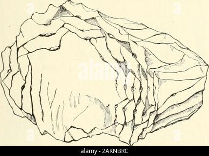 Antropologia; una introduzione allo studio dell uomo e della civiltà . rità, ed è prevista sul tavolo duranteil seduta del Parlamento o della Royal Society. Mentreil club è stata generalmente un arma, il martello hasbjen generalmente un attrezzo. La sua storia inizia conla lisci ciottoli pesanti tenuto in mano, tali asAfrican fabbri ferrai per questo giorno forgiare i loro con ferro, onanother pietra liscia come incudine. È stata una grande imj)rove-mento per fissare il martello di pietra su una maniglia; questo v.come VIII.] ARTI DELLA VITA. 185 fatto in tempi molto antichi, come si vede dalla pietra headsbeing scanalata o forati su scopo (cfr. Foto Stock