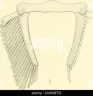 Memorie del museo di Zoölogy comparativa, a Harvard College di Cambridge, massa . Foto Stock