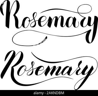 Vector scritto a mano il rosmarino isolato di testo su sfondo bianco. Cucina sana le erbe e le spezie per cucinare. Script brushpen lettering con flourishe Illustrazione Vettoriale