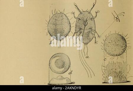 Insetti e Malattie delle piante, contenente rimedi e suggerimenti consigliati per l'adozione da parte degli agricoltori, frutta-dei coltivatori e giardinieri del provincePrepared sotto la supervisione e l'autorità della Giunta provinciale di Orticoltura. . E insetti,e questo indicherà a uno non ha familiarità con il loro aspetto l'esistenza di vita insectsbeneath la copertura squamosa. La maggior parte delle scale non superiore a un sedicesimo di un pollice di diametro, ma whereonly pochi si trovano che diventano più grandi e le femmine possono raggiungere un ottavo di pollice. Su giovani germogli e foglie dove le scale non sono così Foto Stock
